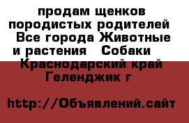 продам щенков породистых родителей - Все города Животные и растения » Собаки   . Краснодарский край,Геленджик г.